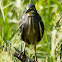 Green-backed Heron adult
