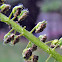 Giant Ragweed