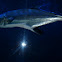 Amberjack