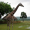 giraffe
