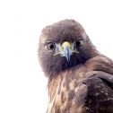 Red-tailed hawk