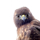 Red-tailed hawk