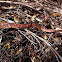 Corn snake/ red rat snake