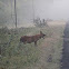 Indian Wild Dog(Dhole)