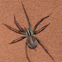 Grass Spider, female