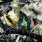 Young great tit, carbonero comun joven