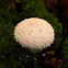 Common puffball