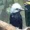 Trumpeter Hornbill 