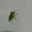 Green Stink Bug