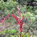 Ground bromeliad