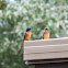 Barn Swallow