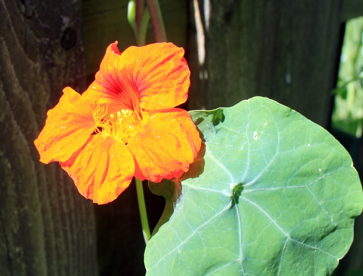Nasturtium 
