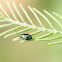 Gastrophysa viridula