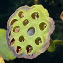 Lotus seed pod