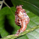 Commander butterfly Pupa