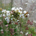 Shepherd's Purse