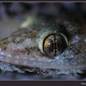 house lizard