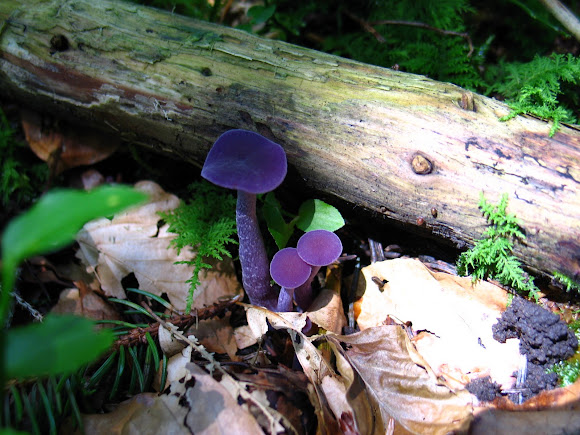 Spotting Image 1