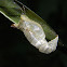 chrysalis husk