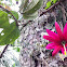 Passiflora