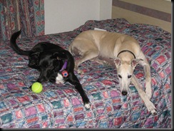 IMG_2350 (Medium)