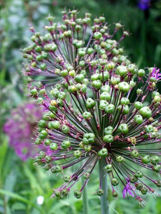 June 10 Alliums in Seed