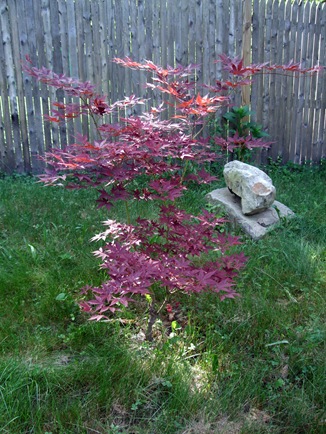June 10 baby maple