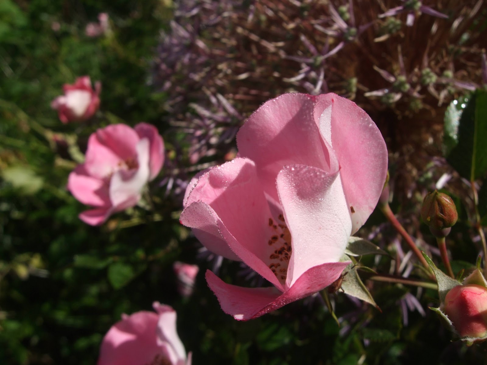 [June10PinkRose2.jpg]