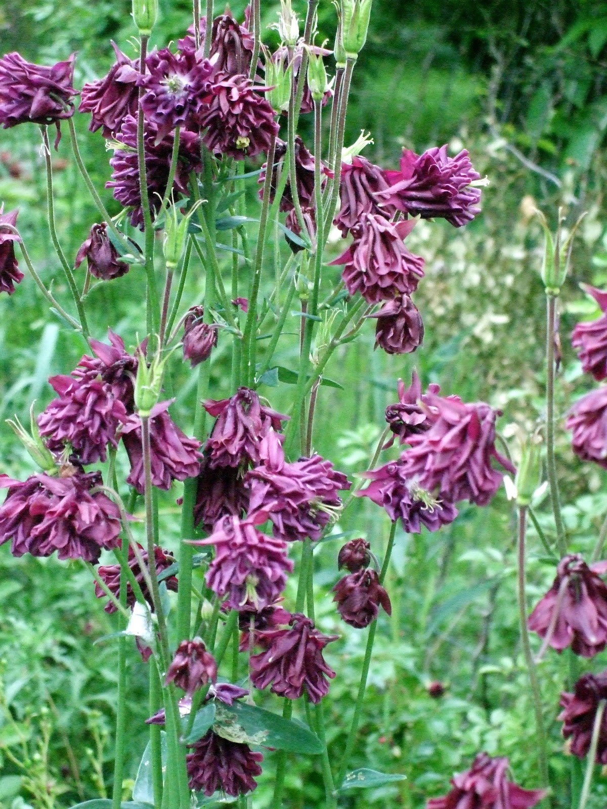 [June10RuffledPurpleColumbine2.jpg]