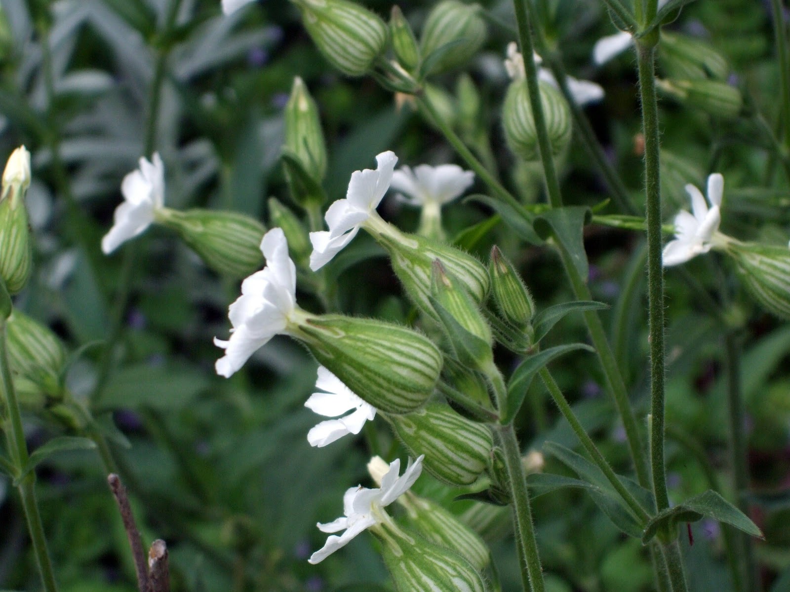 [June10WhiteWeed2.jpg]