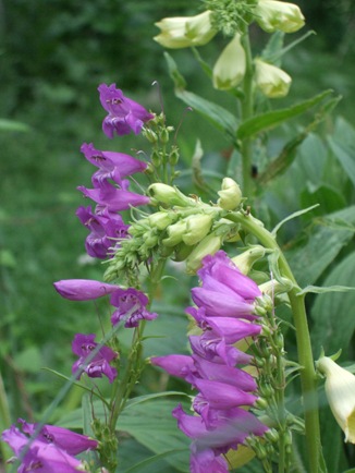 June 10 Yellow Fox Gloves