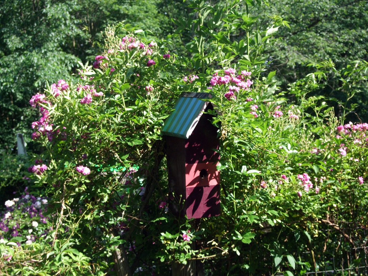 [June 19 Second Garden 2[2].jpg]