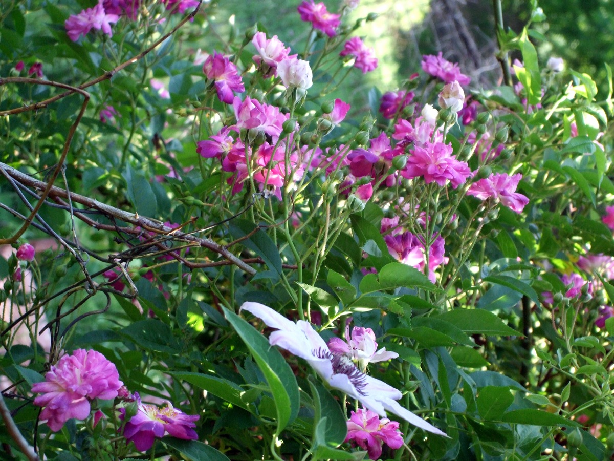 [June 19 Second Garden 4[2].jpg]