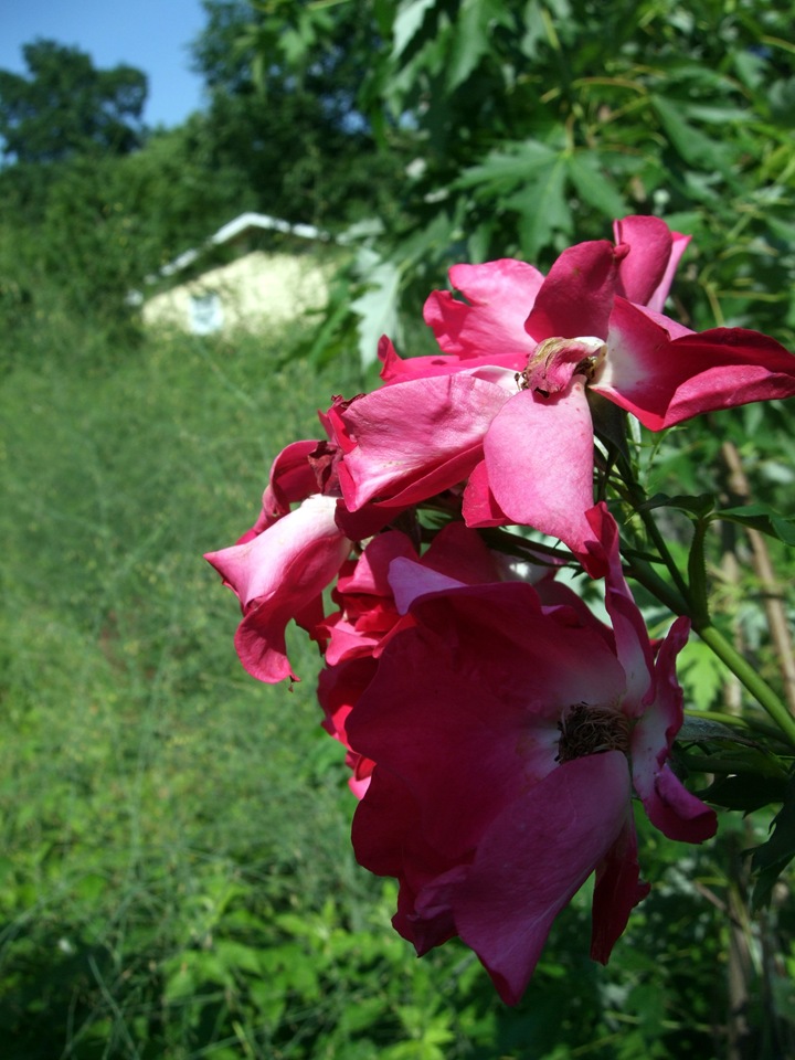 [June 19 Second Garden 7[2].jpg]