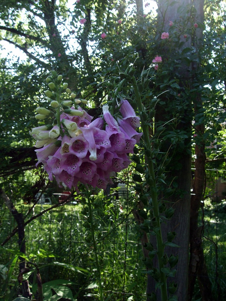 [June 19 Second Garden 10[2].jpg]