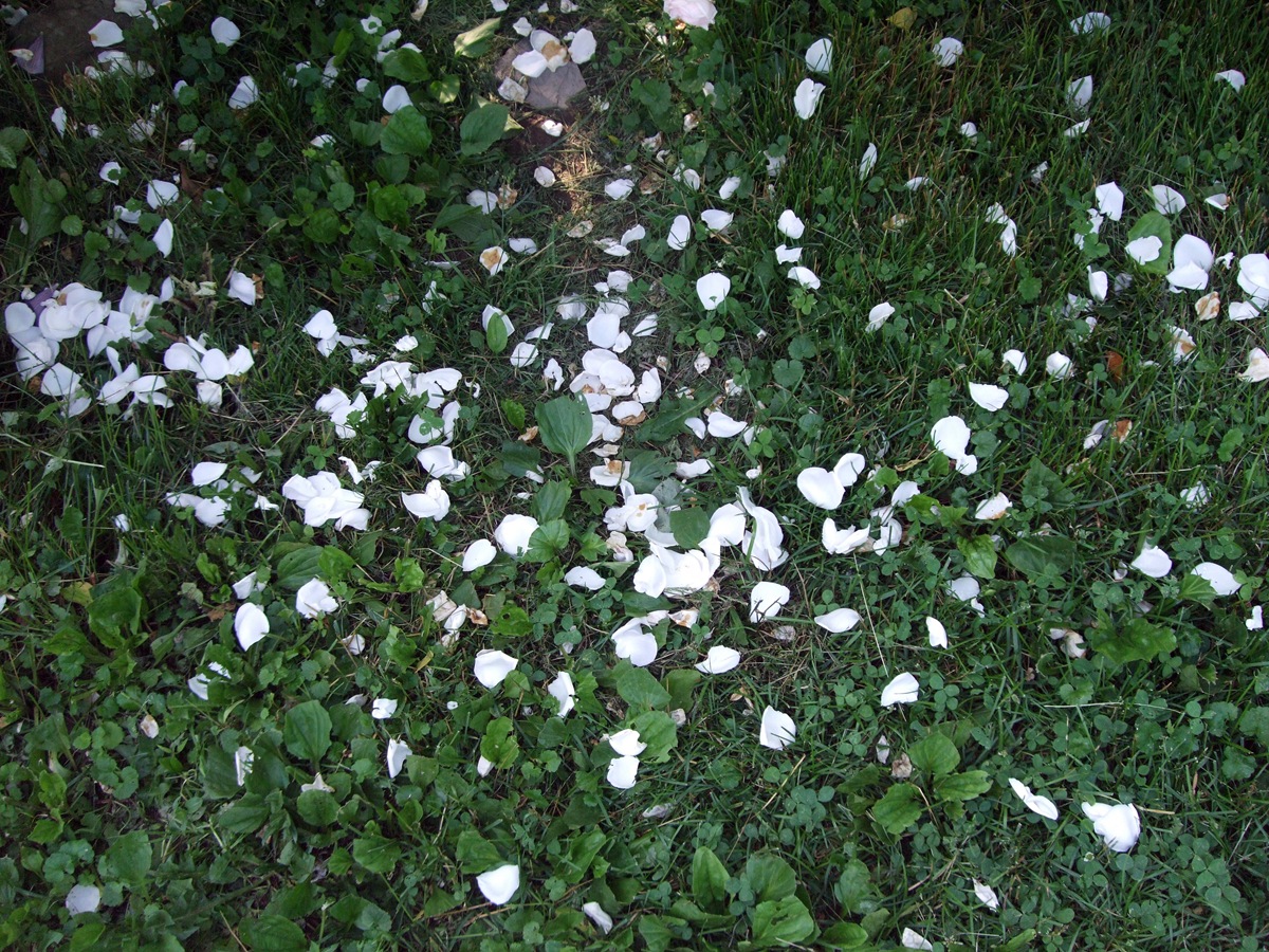 [June 19 Second Garden 14[2].jpg]