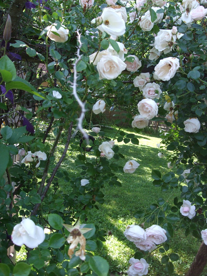 [June 19 Second Garden 17[2].jpg]
