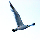 渤海上的海鸥Sea Gull at Bo Sea