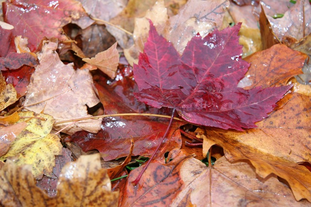 [2008.10.25_8066[3].jpg]