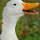 wildlifewatcher