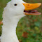 wildlifewatcher