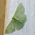 Geometrid Moth - Emerald - Blackberry Looper