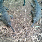 Gavial