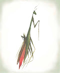 Praying mantis