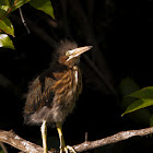 Green Heron (Fledgling)