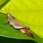 Grasshopper