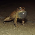 American Toad