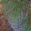 Eastern White Pine