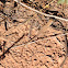 Southern Prairie Lizard