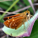 Leonard's Skipper